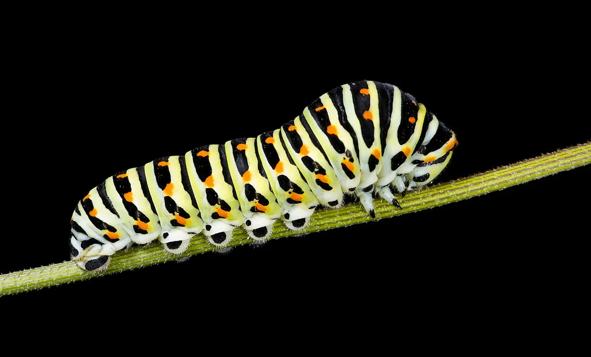 Papilio machaon -toukka