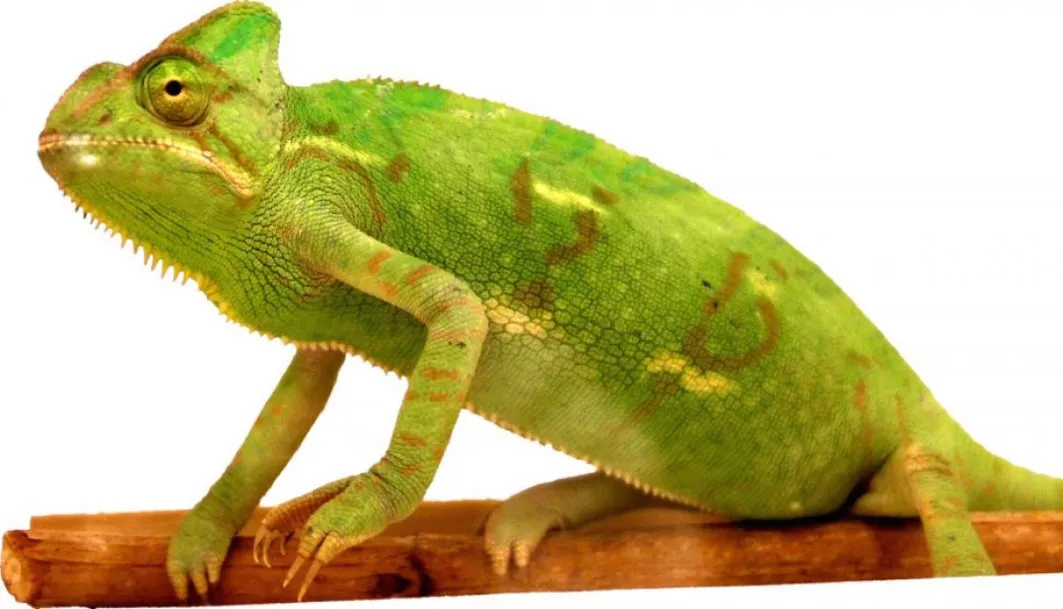 Kameleontti