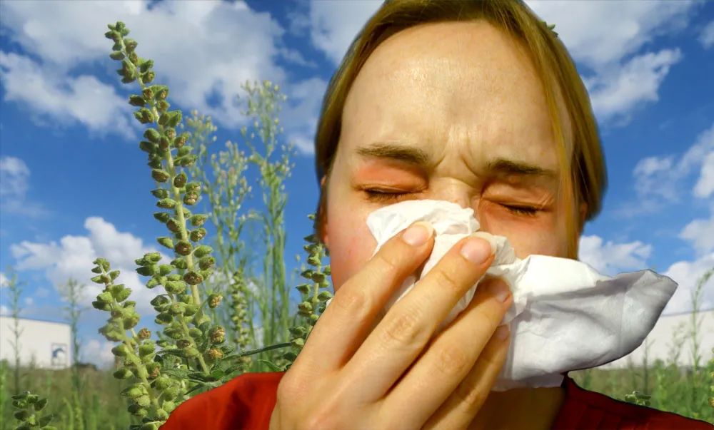 Marunatuoksukki allergisoi helposti (Megan Myers / Andreas Rockstein)