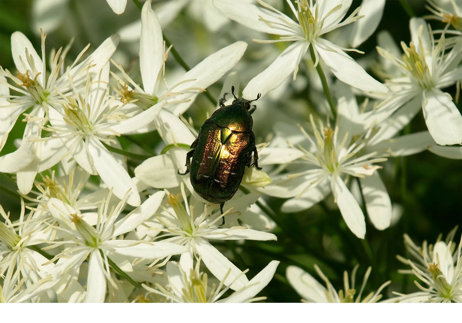 Cetonia aurata