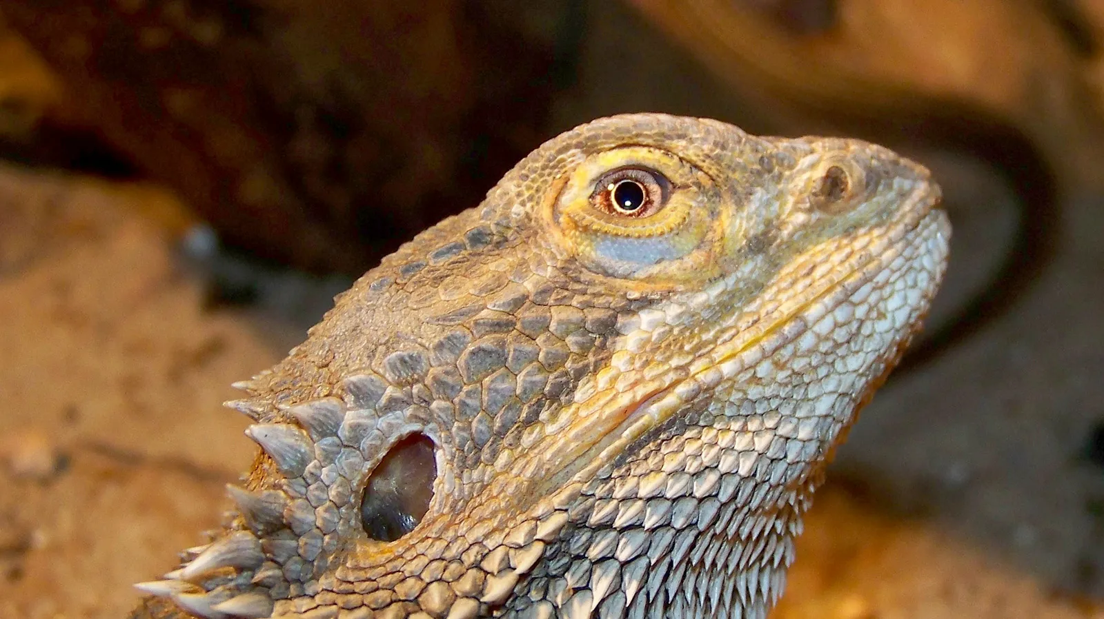 Parta-agama