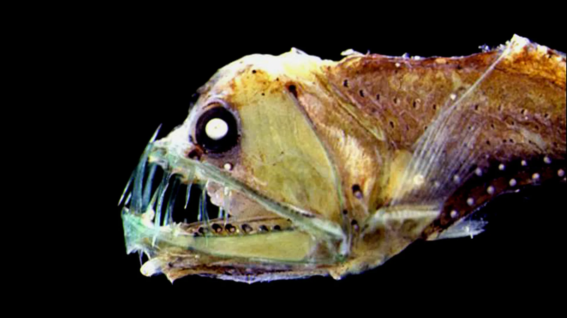 Sapelisuukala