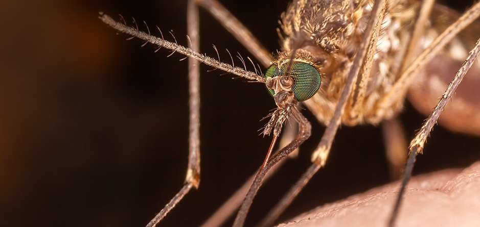 Malariahyttynen