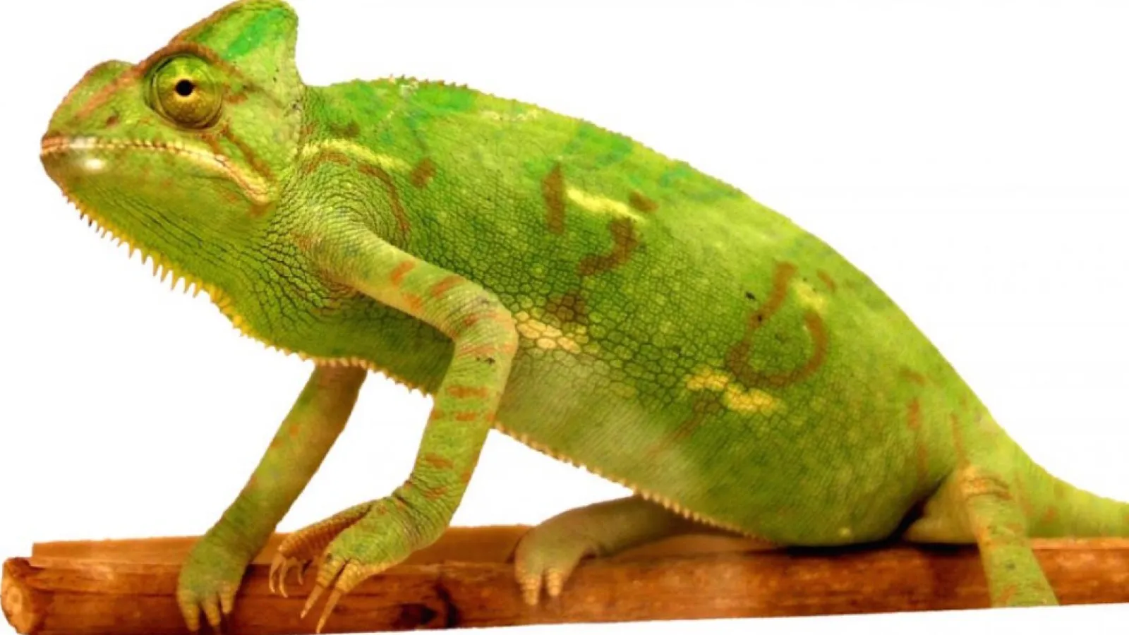Kameleontti