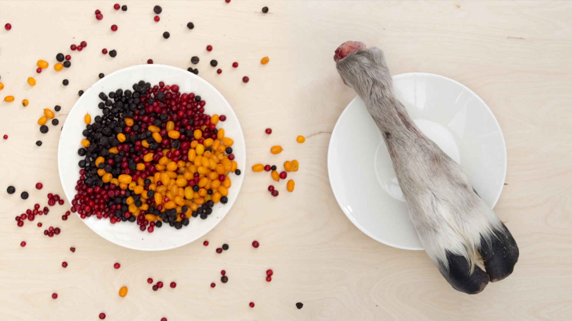 Marjoja ja poron jalka