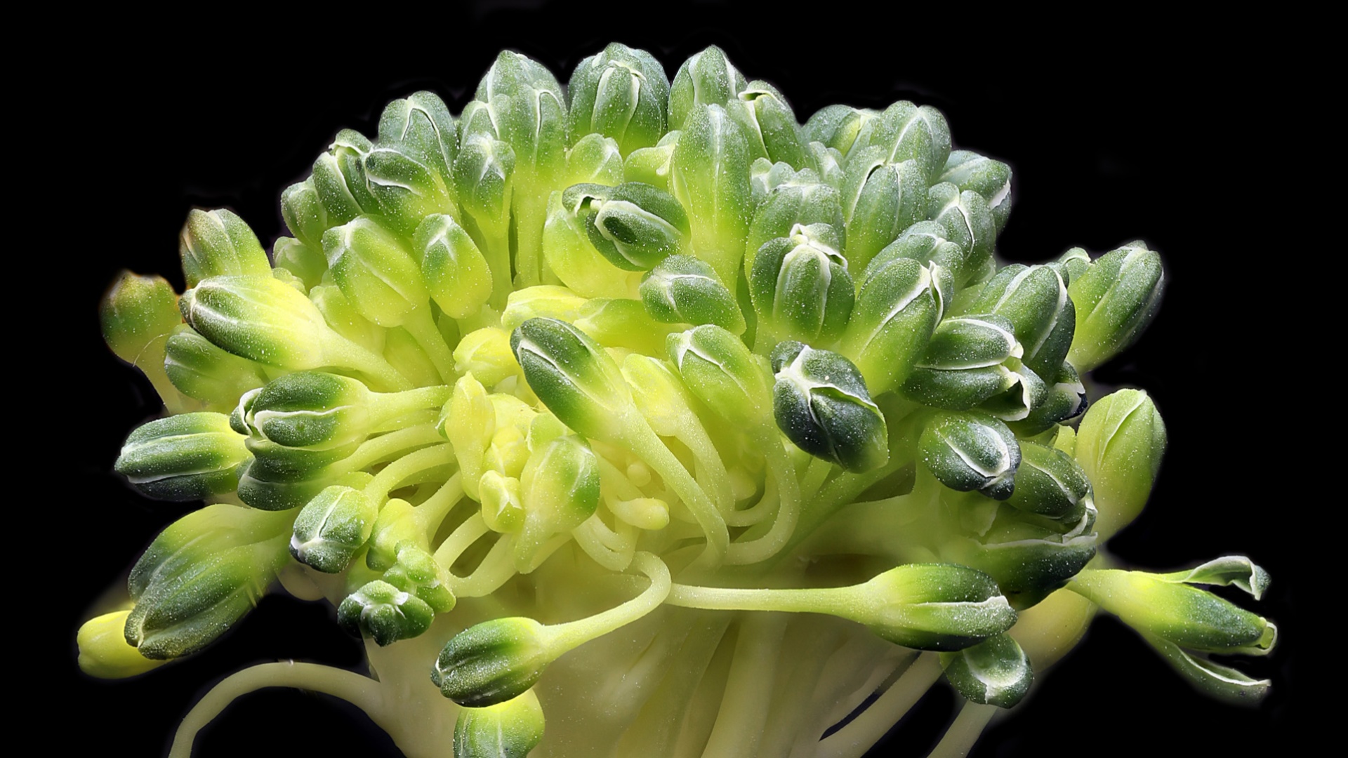 Parsakaalia suurennettuna