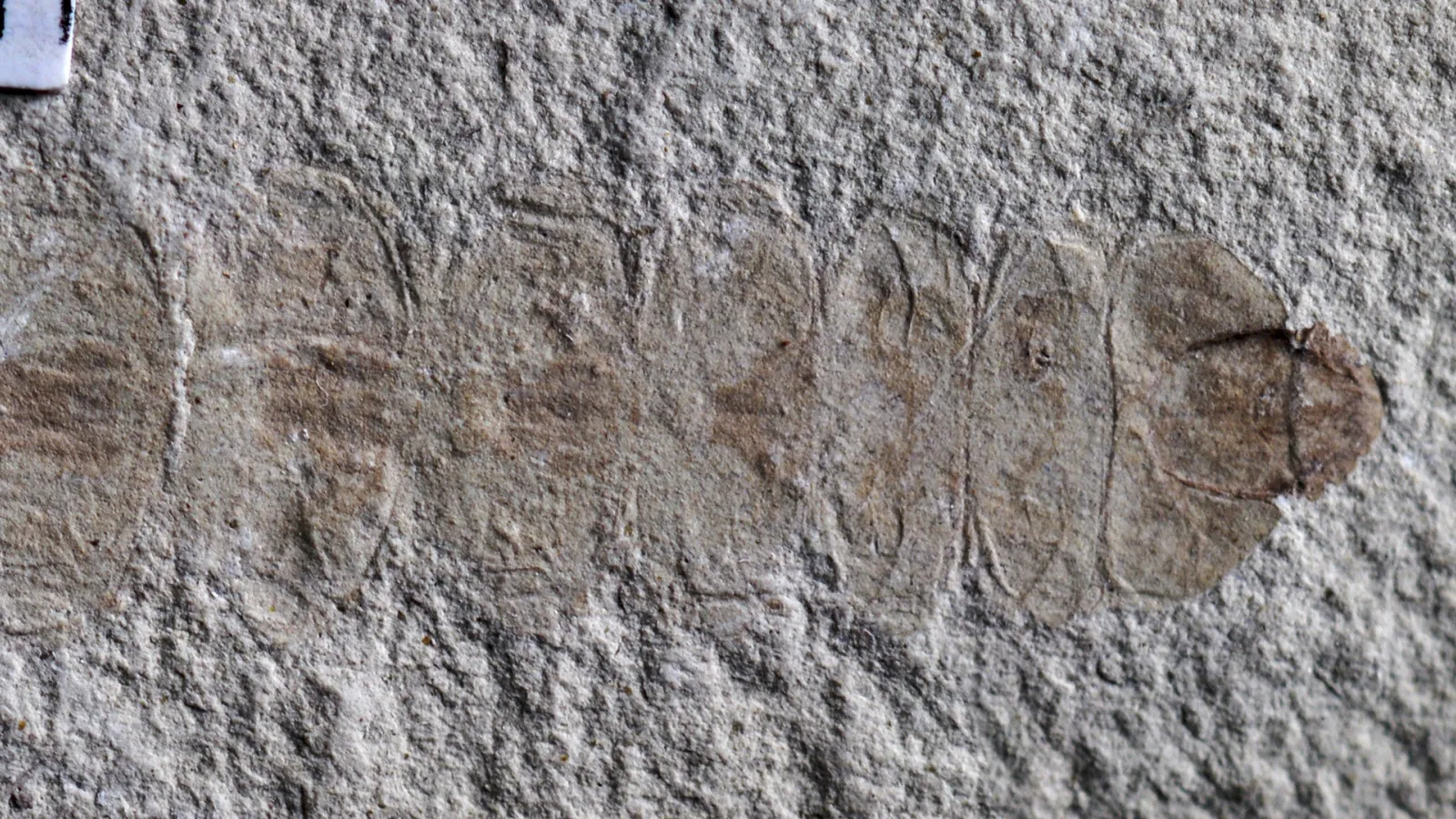 Kiinalainen liitukautinen fossiili. Kuva: Chang Huali, Henan Geological Museum, Zhengzhou, Kiina