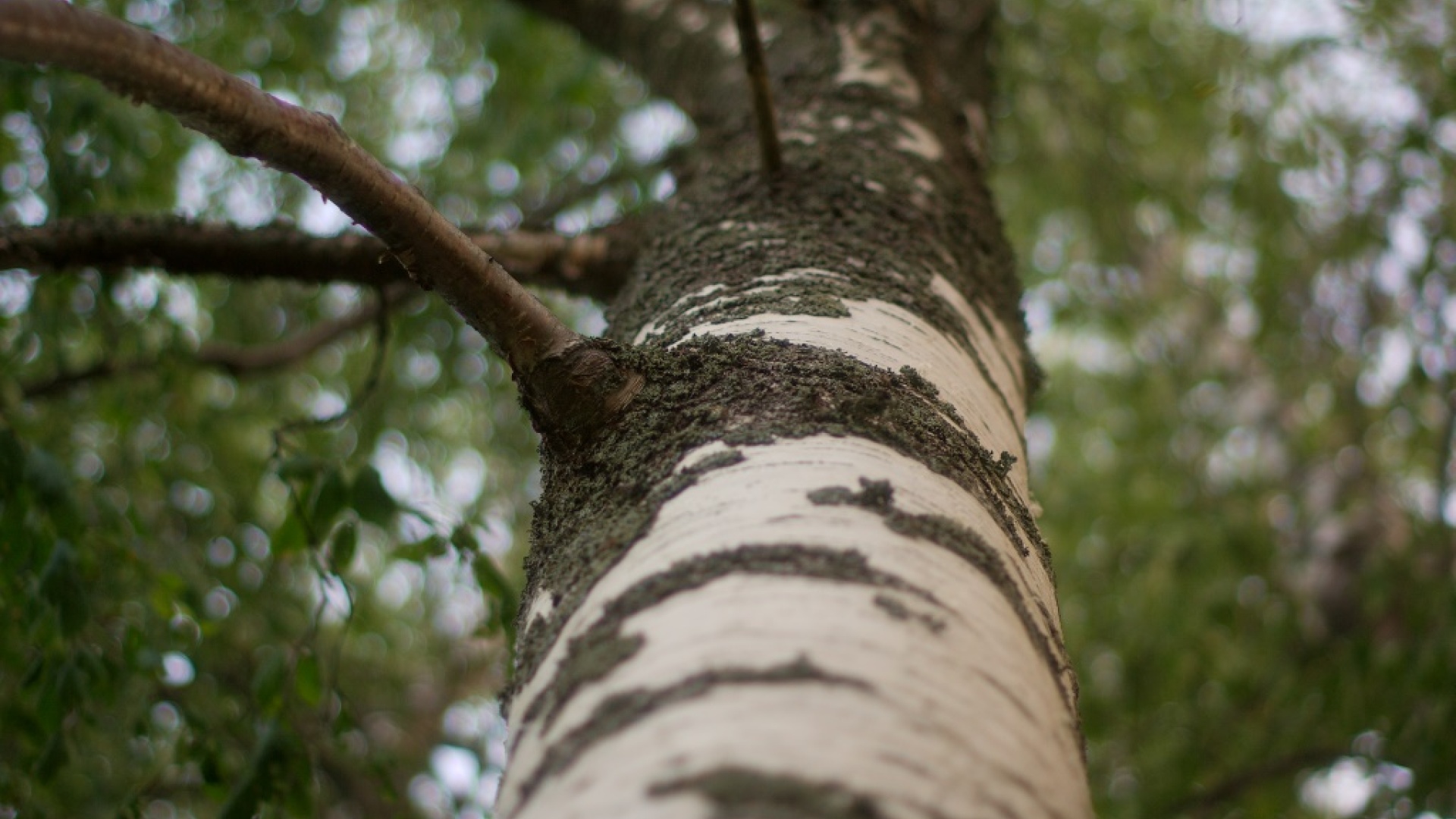 Kuva: Flickr / Sami_Köykkä (CC)