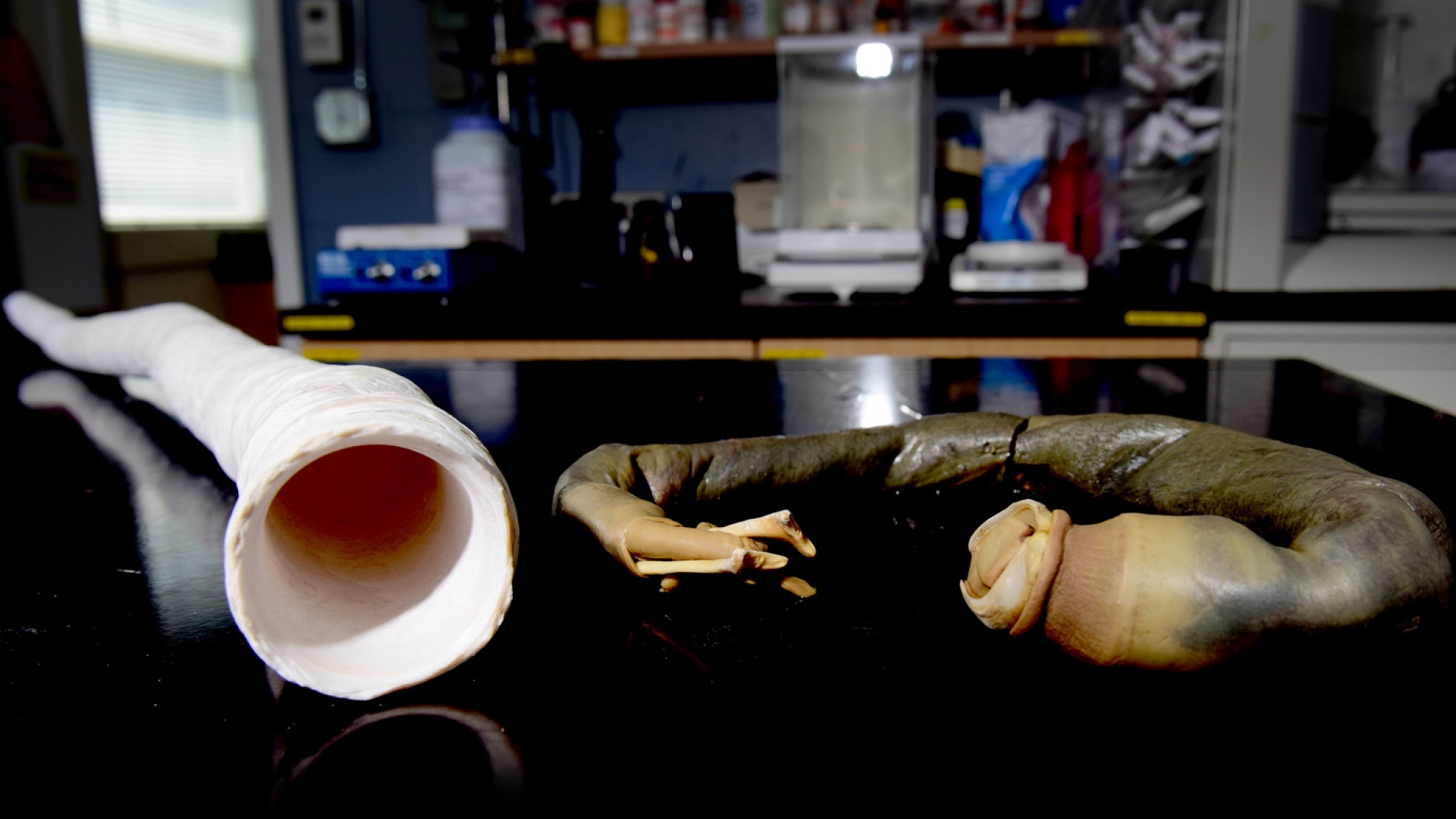 Kuva: Matthew Modoono / Northeastern University