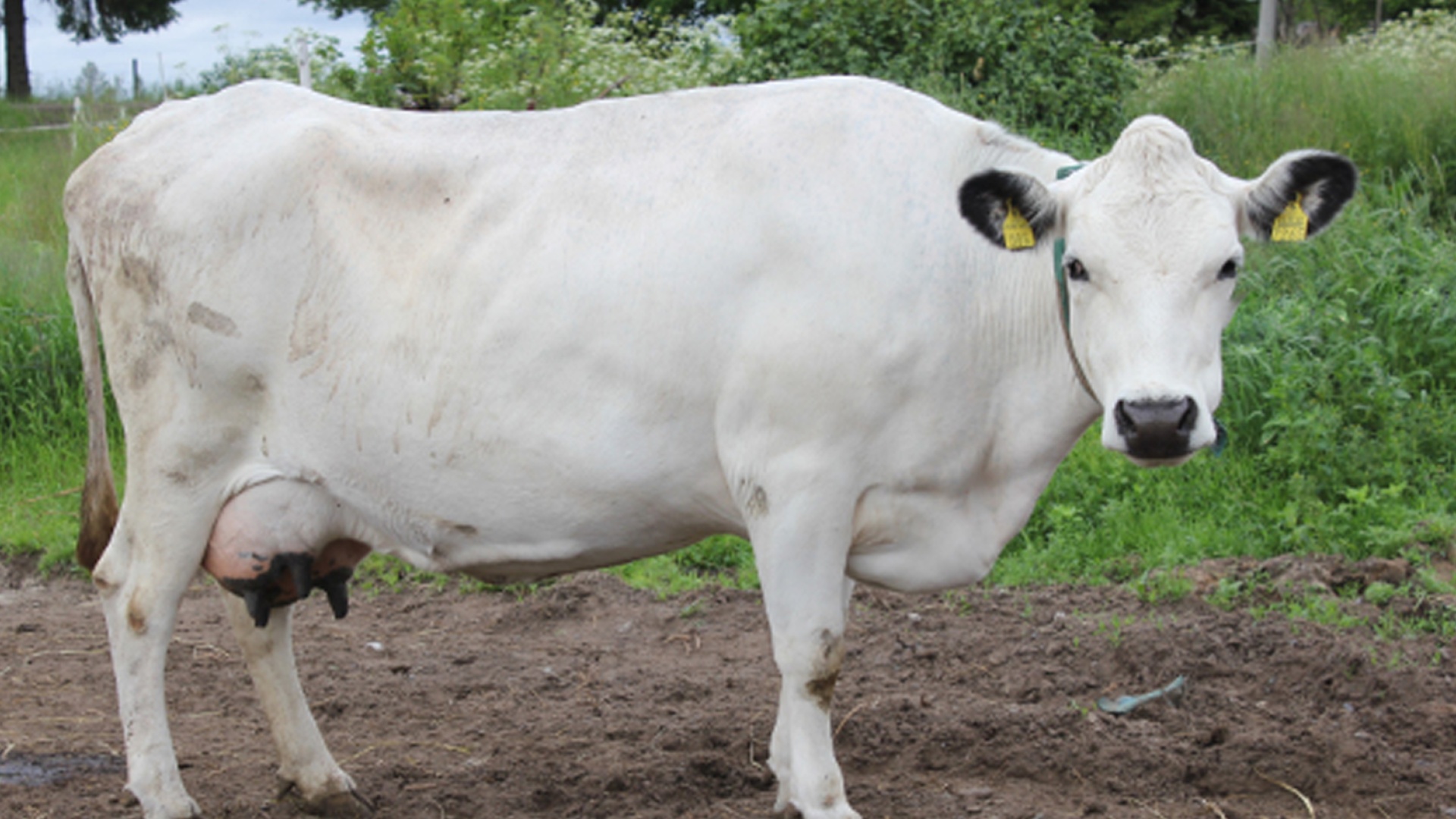 Lapinlehmä (kuva: Anne Tuomivaara/Arktinen keskus)