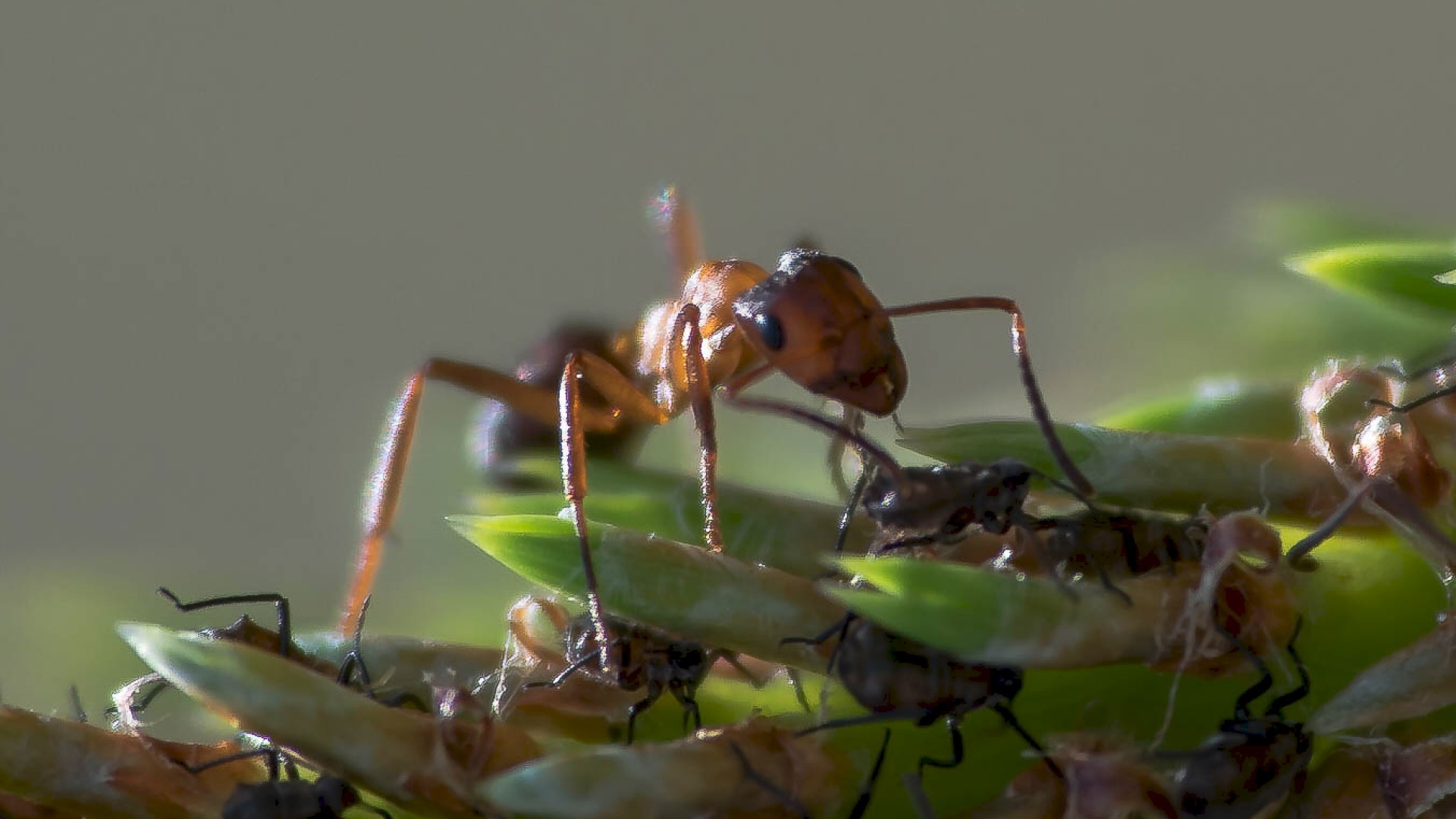 Lentomuurahainen. Kuva: Lotta Sundström