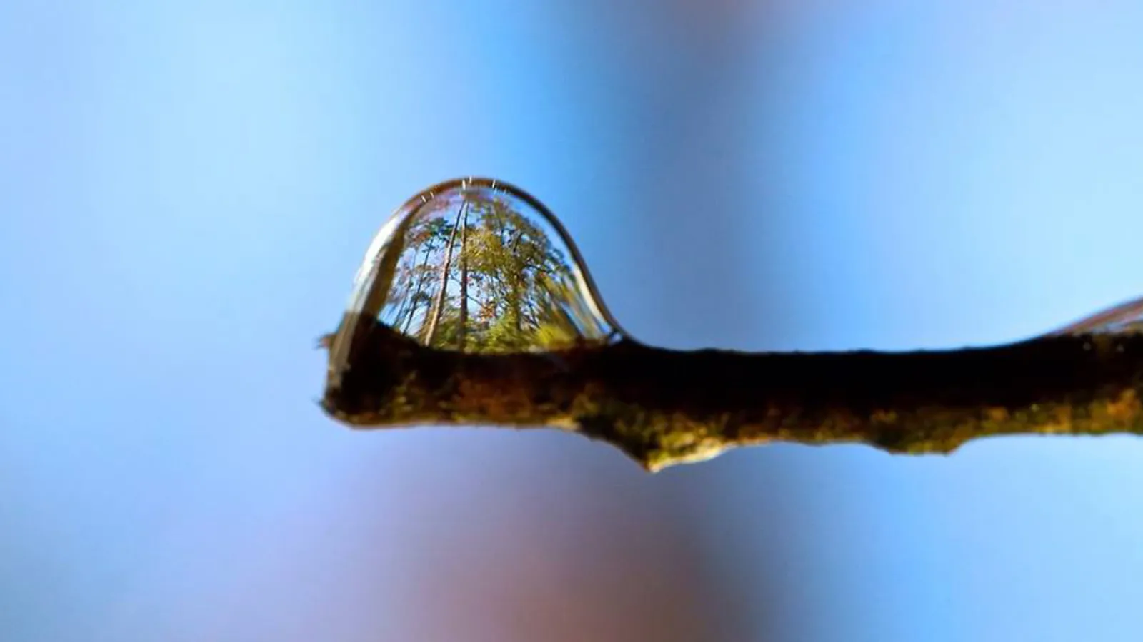 Metsä näkyy vesipisrassa