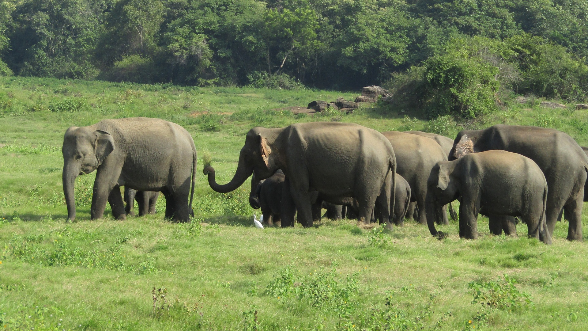 Norsuja Sri Lankassa. Kuva: Leonora Enking