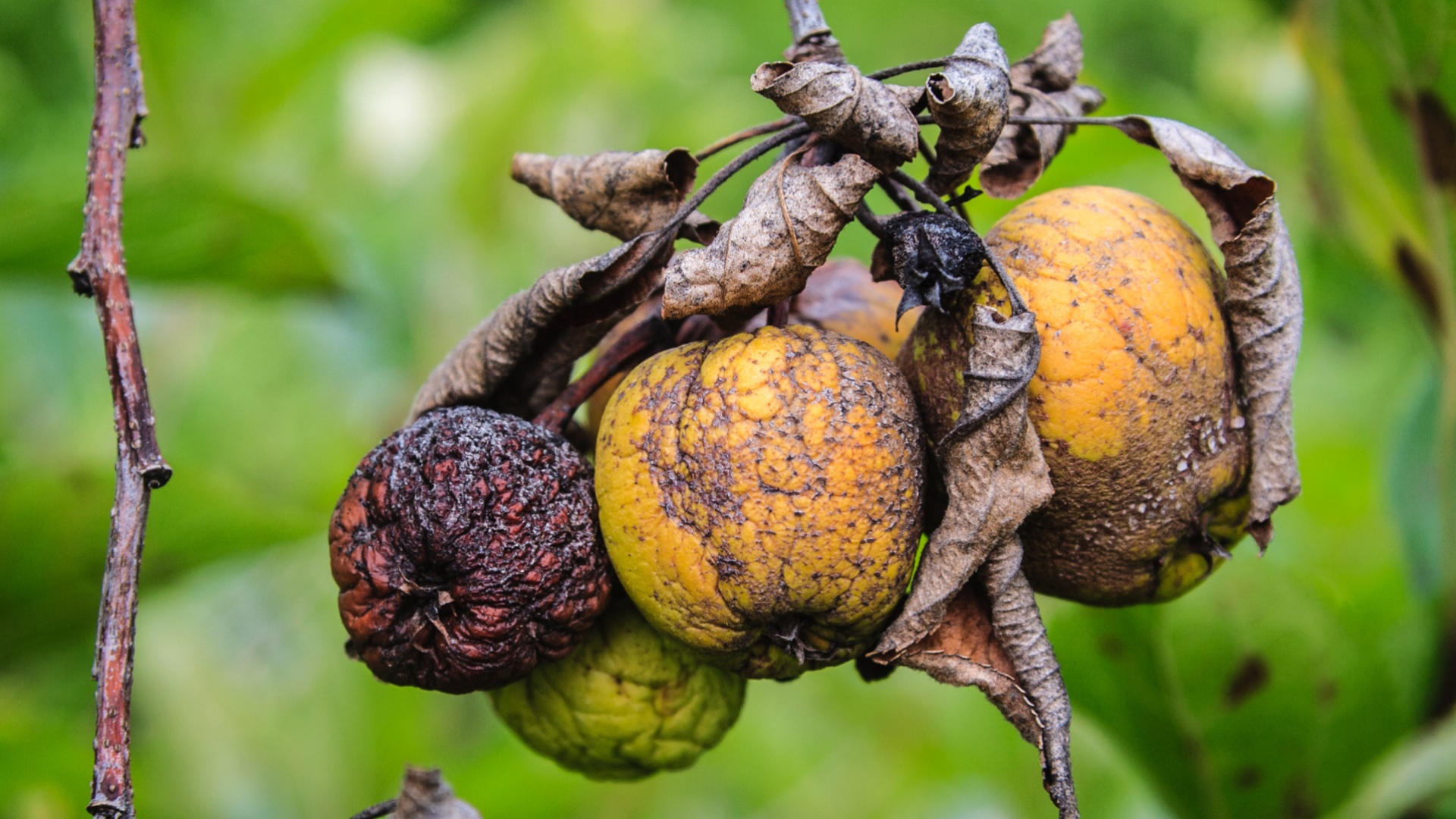 Mädäntyneitä omenoita