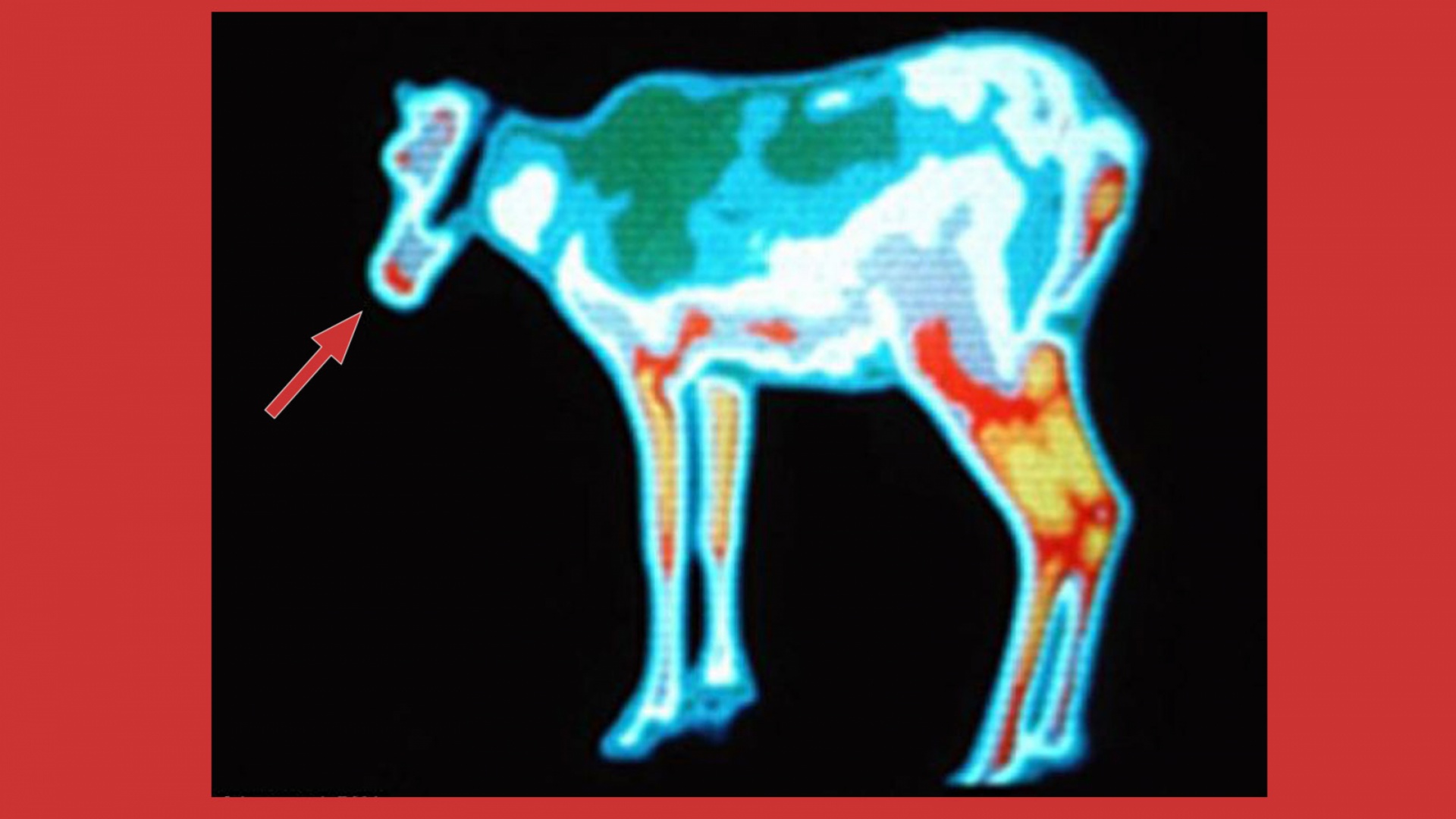 Poron punainen kuono lämpökuvassa