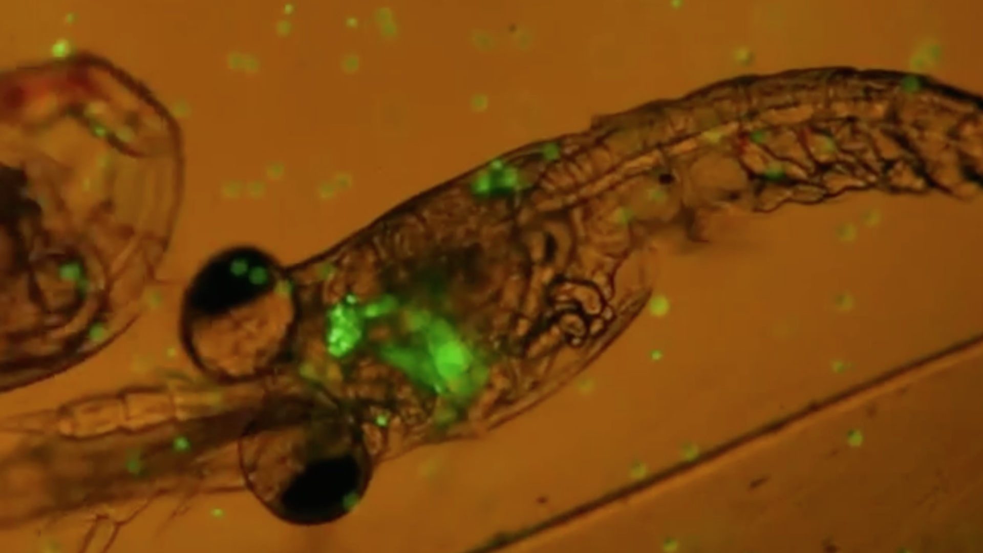 Plankton syö muovia