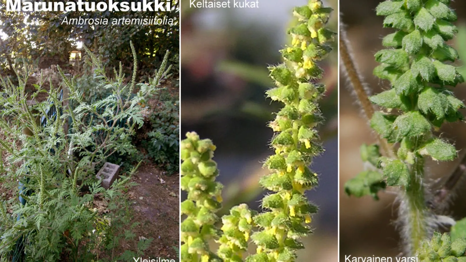 Marunatuoksukin tuntomerkkejä (Meneerke bloem / Andrew Butko)