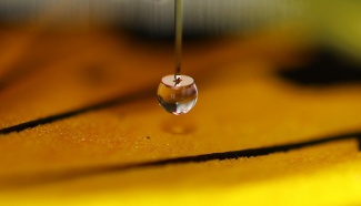 Mikroskoopin pisara-anturi perhosen (varjovelhosiipi, Troides aeacus) superhydrofobisella siivellä. Kuva: Matti Hokkanen / Aalto-yliopisto
