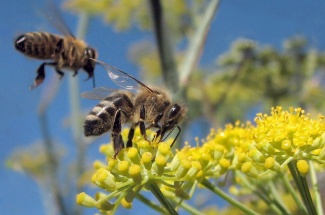 Mehiläisiä kukassa